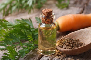 Why You Should Use  Organic Essential Oil of CARROT SEED