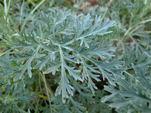 Artemisia Tincture Organic